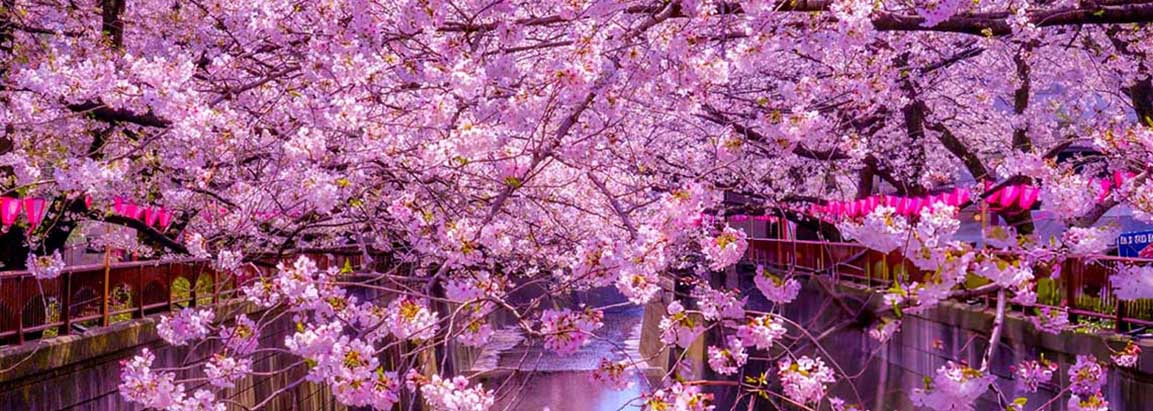 CHERRY BLOSSOM OF JAPAN - 8 DAYS